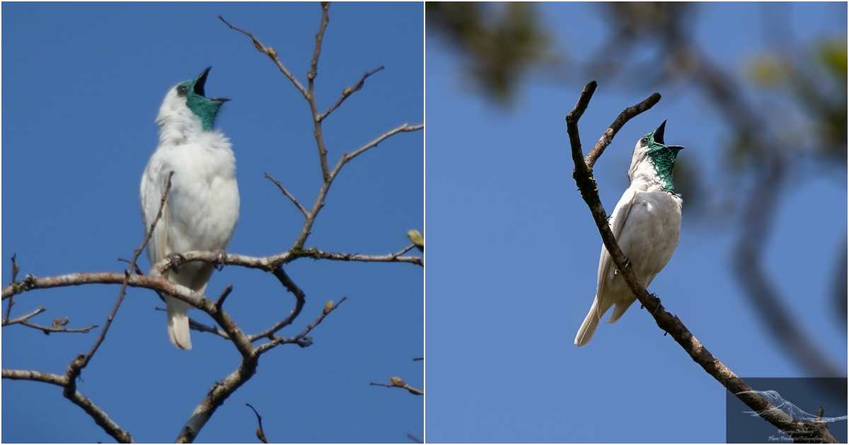 This bird always opens its mouth wide to sing and is said to be the noisiest bird in the world (Video)