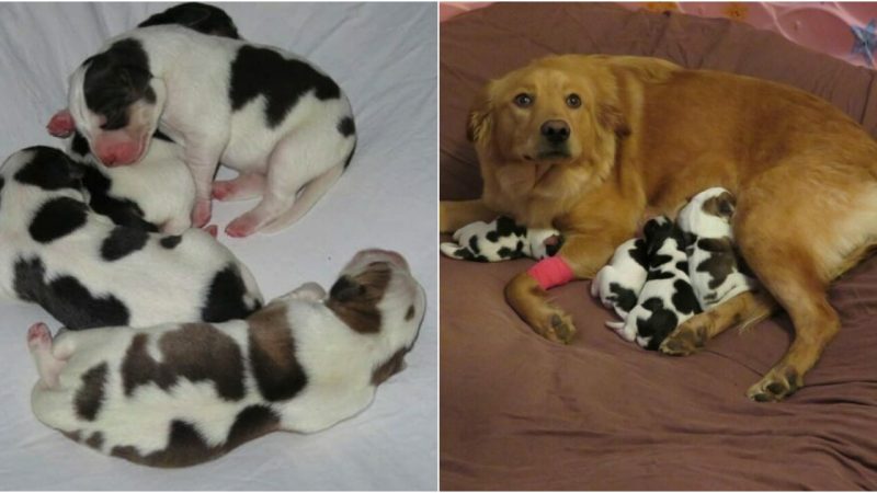 Pregnant Rescue Dog Delights Foster Family with Surprise Birth of Cow-Like Puppies