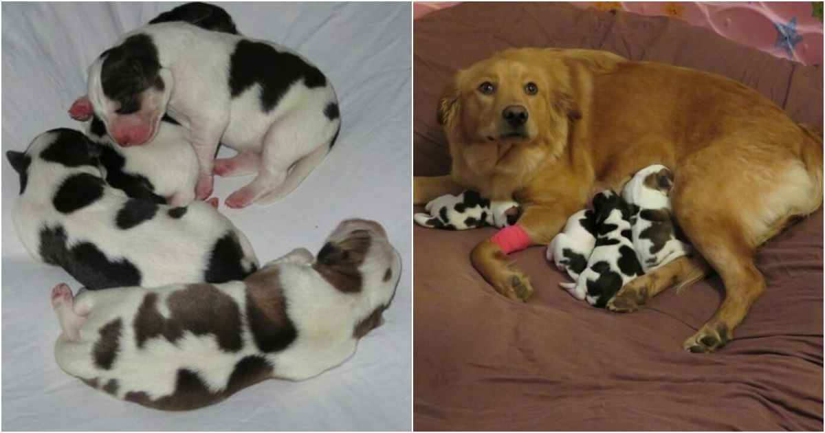 Pregnant Rescue Dog Delights Foster Family with Surprise Birth of Cow-Like Puppies