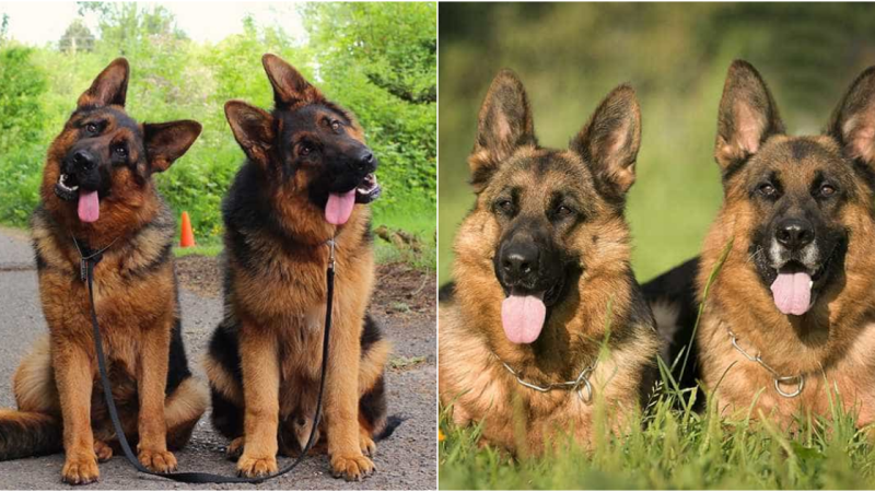 Unveiling the Enchantment of German Shepherds: Where Beauty, Brilliance, and Devotion Converge