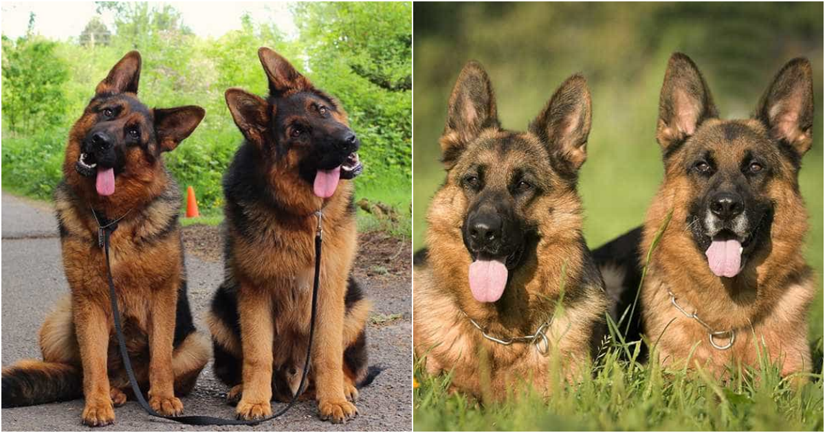 Unveiling the Enchantment of German Shepherds: Where Beauty, Brilliance, and Devotion Converge