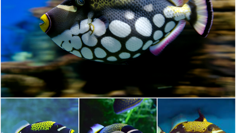 The Fascinating Clown Triggerfish: A Colorful Ocean Character