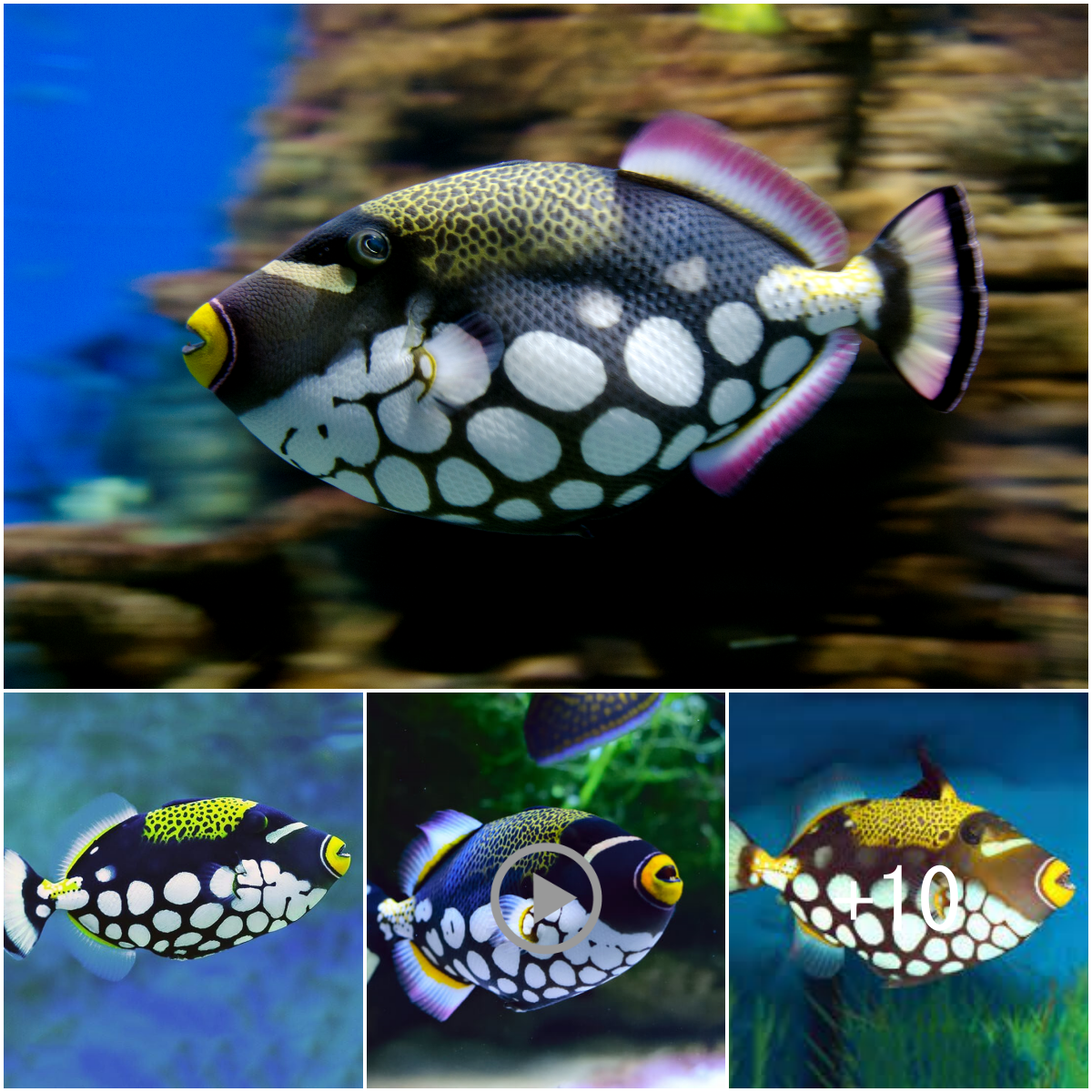 The Fascinating Clown Triggerfish: A Colorful Ocean Character