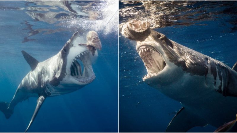 “The Great White Shark: Master of the Hunt”