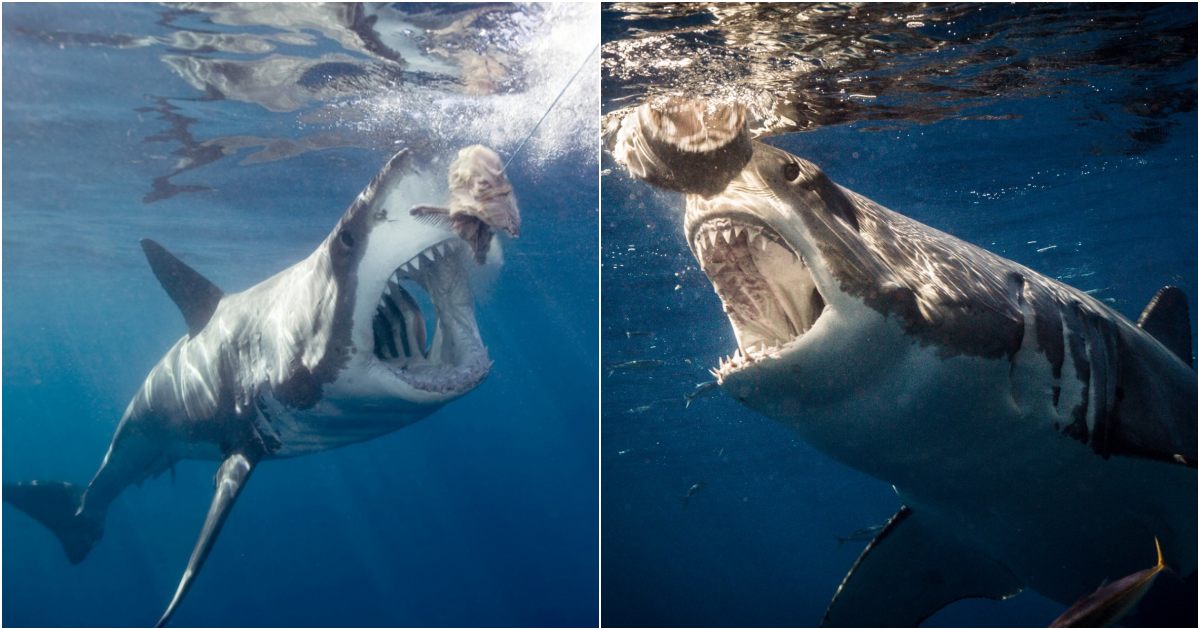 “The Great White Shark: Master of the Hunt”