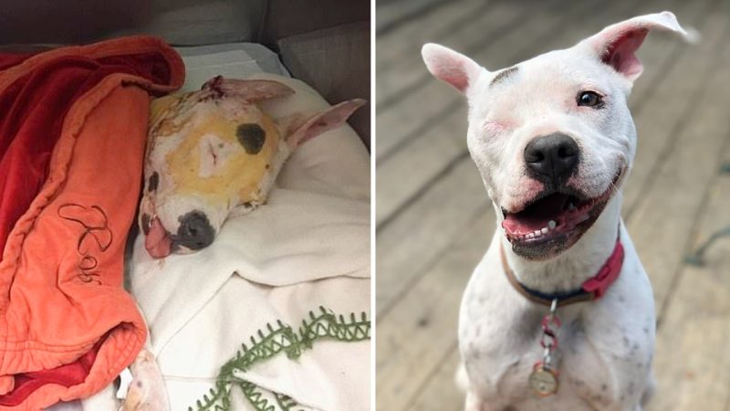 The Dog That Was mistreated and only Had one eye is now Living her best Life