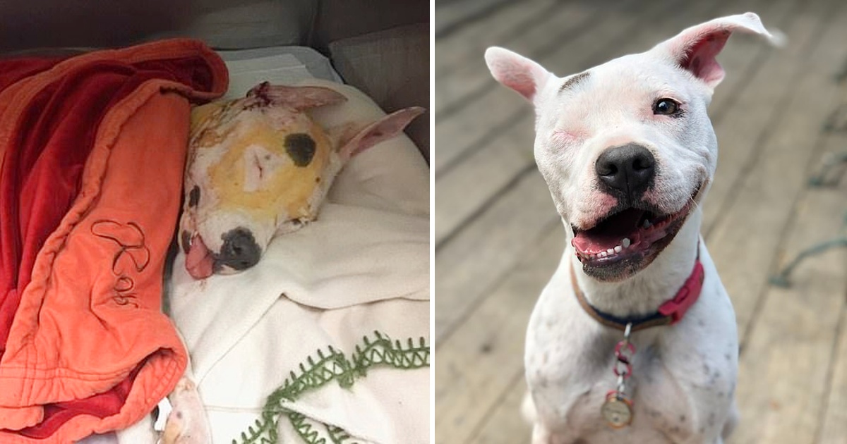 The Dog That Was mistreated and only Had one eye is now Living her best Life