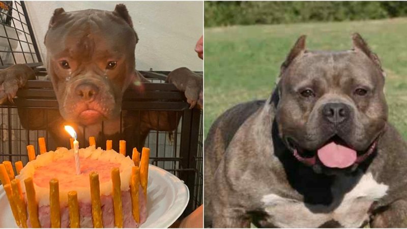 Tears of joy welled up in the homeless dog’s eyes as he celebrated his first-ever birthday at the animal shelter.