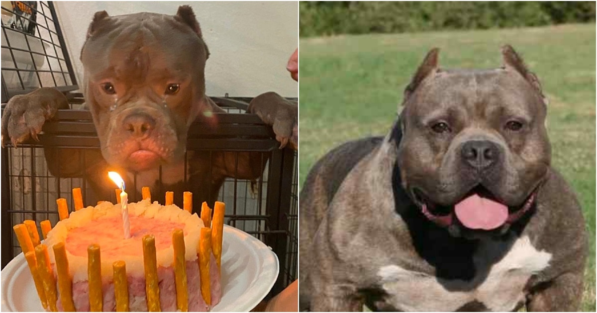 Tears of joy welled up in the homeless dog’s eyes as he celebrated his first-ever birthday at the animal shelter.