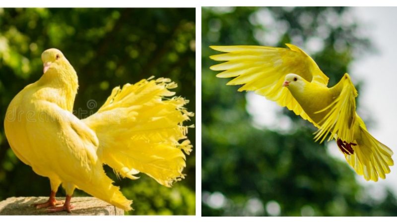 Extremely Rare Golden Pigeons Appear to Attract Bird Lovers Around the World