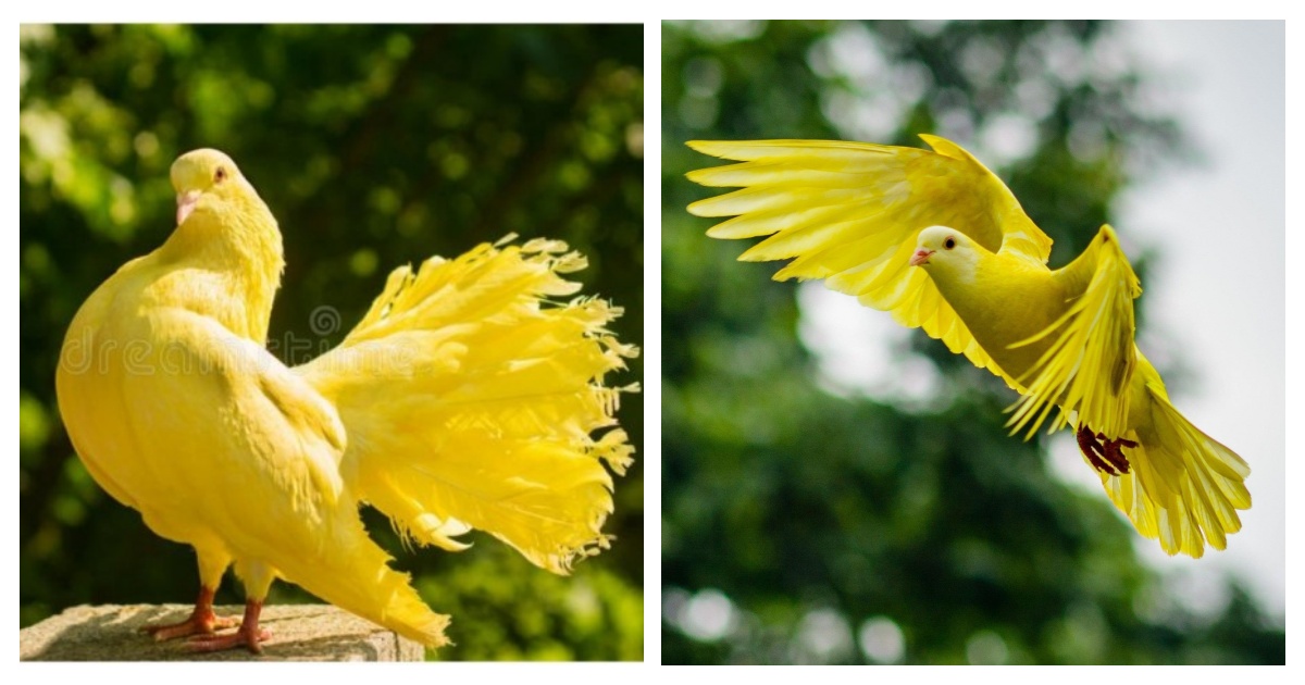 Extremely Rare Golden Pigeons Appear to Attract Bird Lovers Around the World
