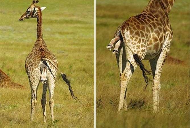 Rare Sight Giraffe’s Extraordinary Birthing Process