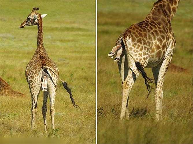 Rare Sight Giraffe’s Extraordinary Birthing Process