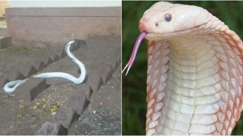 Cobras of the White Species Invade a Residential House: A Remarkable Species!