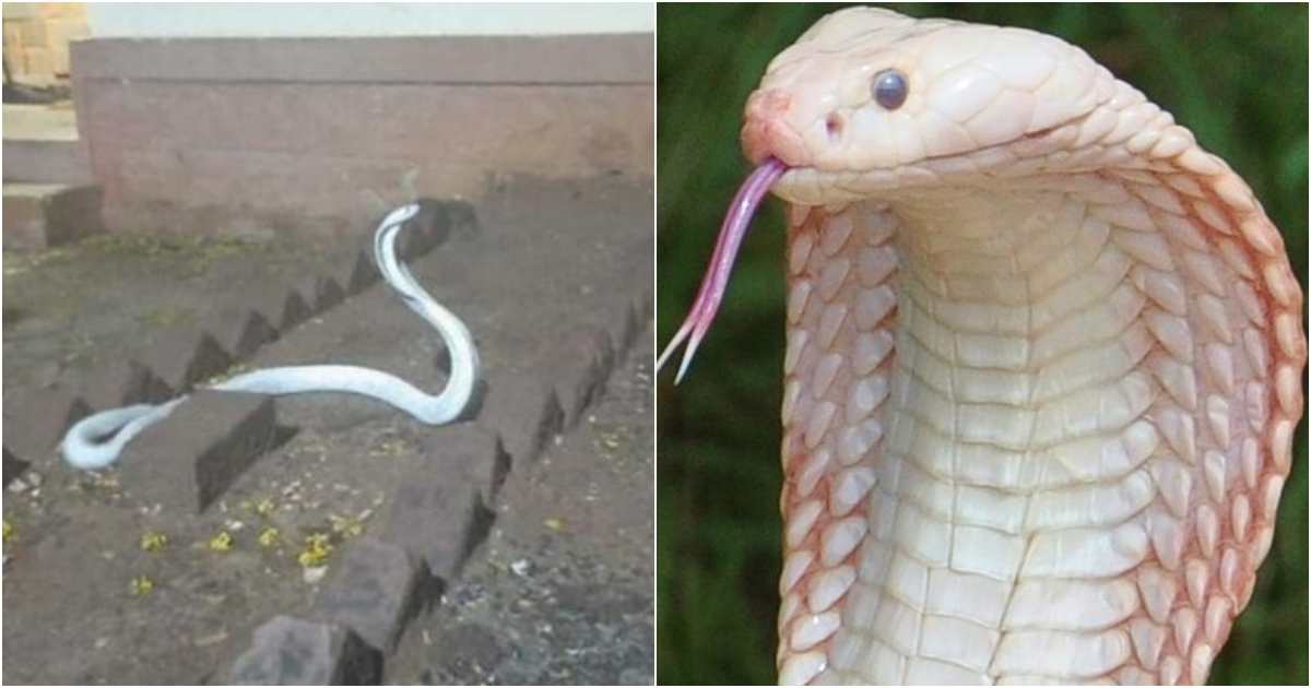 Cobras of the White Species Invade a Residential House: A Remarkable Species!