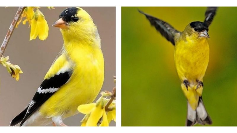 Absolutely gorgeous!!! Discovering the American Goldfinch