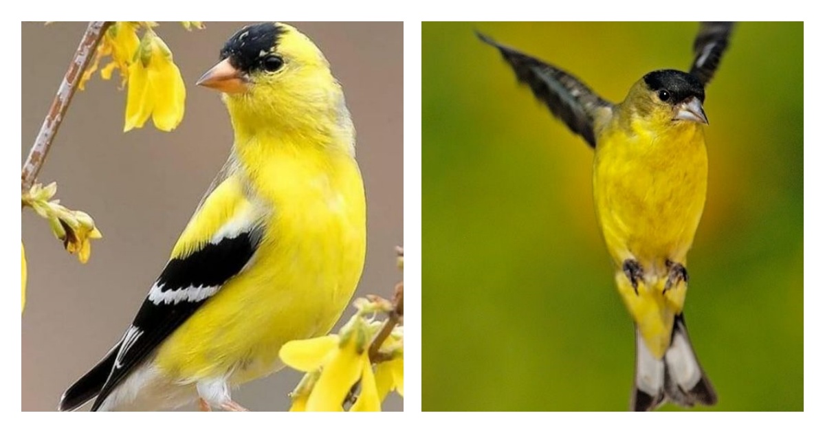 Absolutely gorgeous!!! Discovering the American Goldfinch