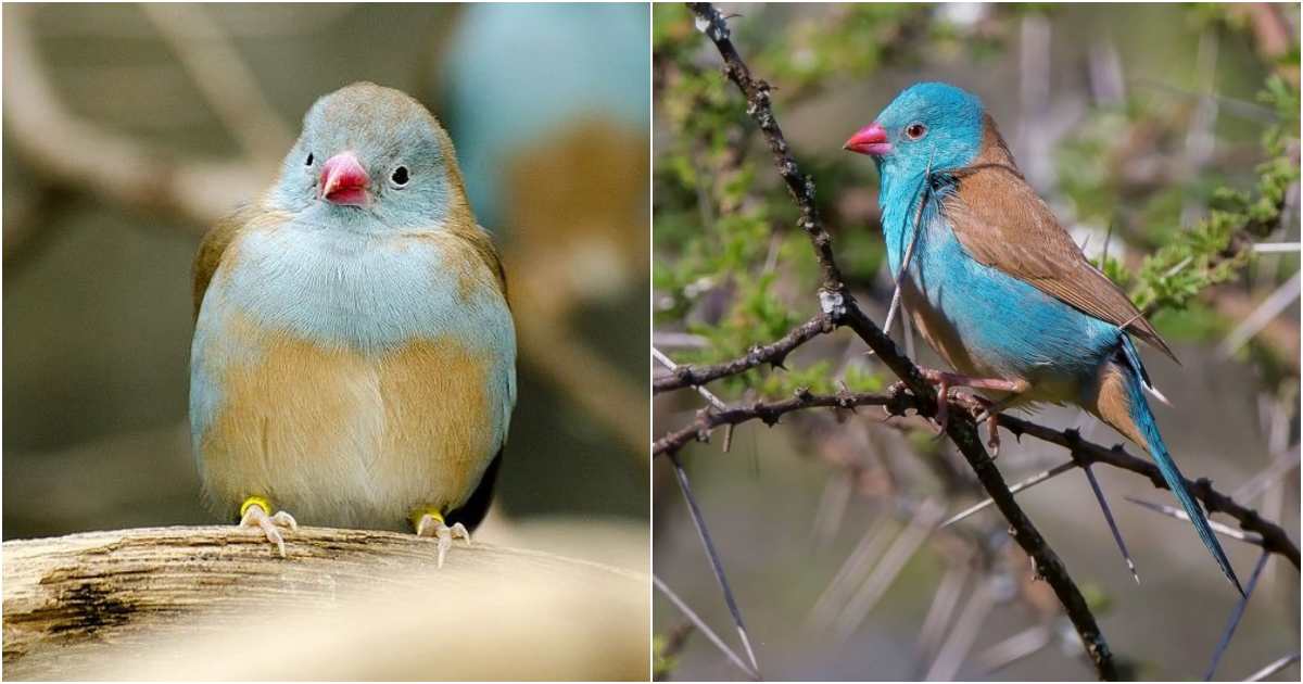 Blue-Capped Cordon-Bleu: A Colorful Feathered Star in Kenya’s Wildlife Show