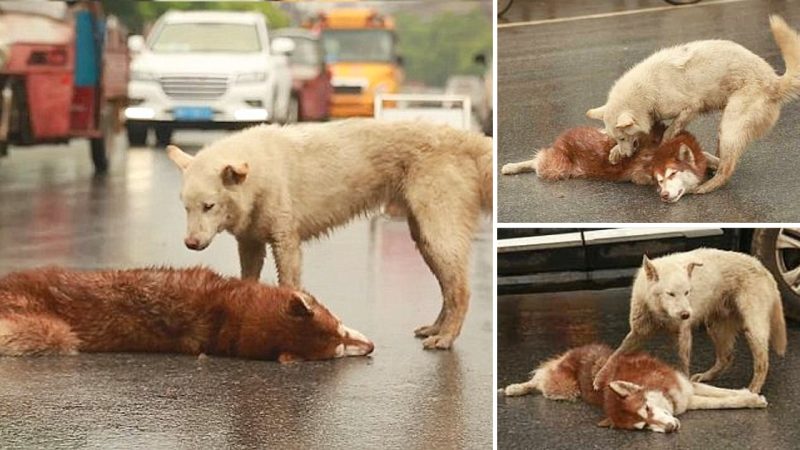 Loyal Dog Stays By Side Of Its dying friend, Cries And Tries To Wake Up His Friend After Being һіt By Car