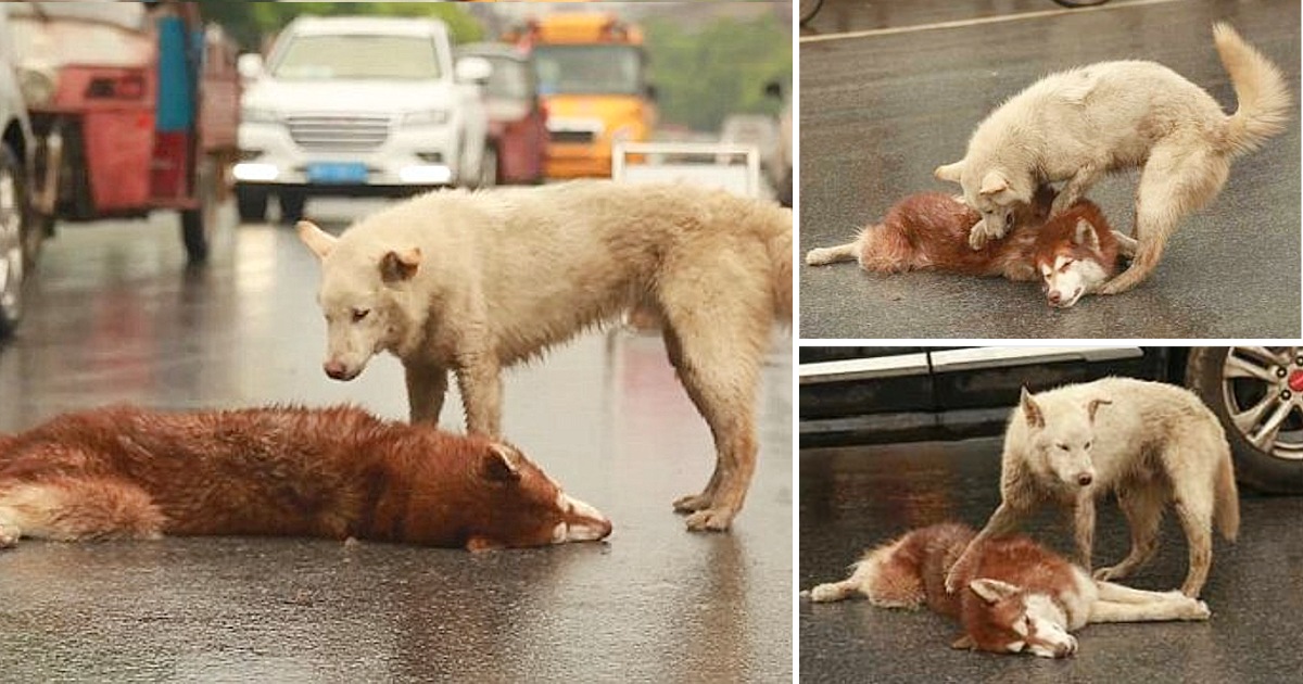 Loyal Dog Stays By Side Of Its dying friend, Cries And Tries To Wake Up His Friend After Being һіt By Car
