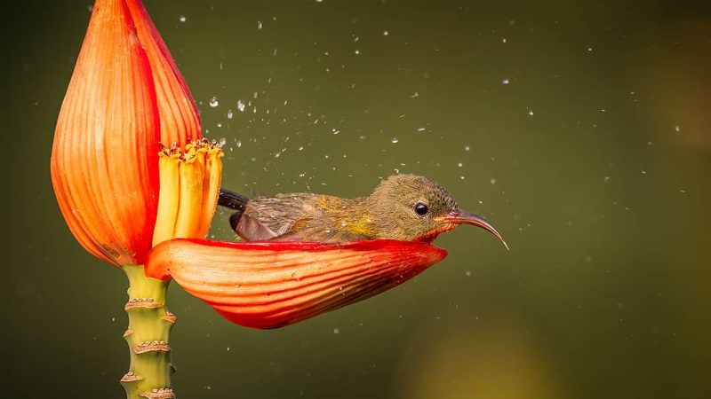 The bird indulged in nectar and then reclined on a flower petal, experiencing a once-in-a-lifetime moment of bliss