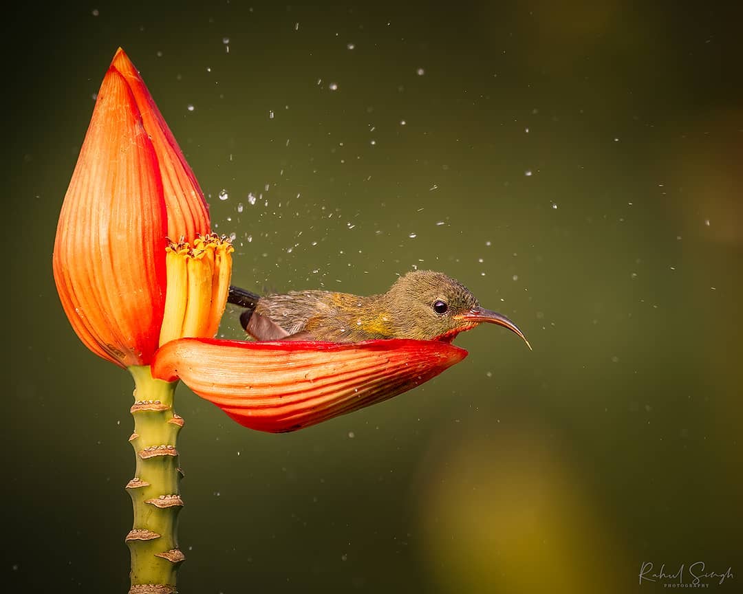 The bird indulged in nectar and then reclined on a flower petal, experiencing a once-in-a-lifetime moment of bliss