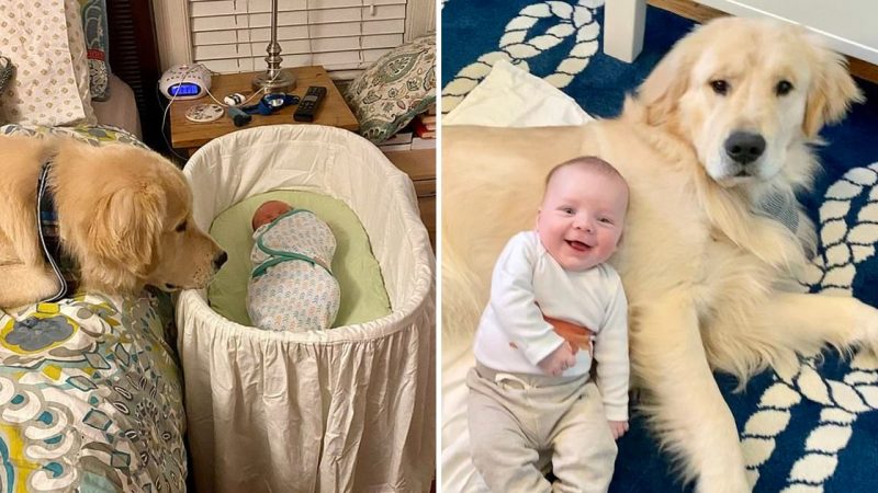 Heartwarming Video Unveils the Unbreakable Bond Between a Dog and a Human Baby Brother