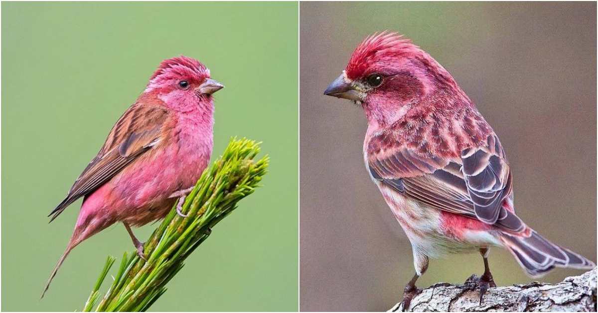 Introducing the Pink-Browed Rosefinch – A Flying Ball of Cotton Candy with Fluffy, Colorful Feathers