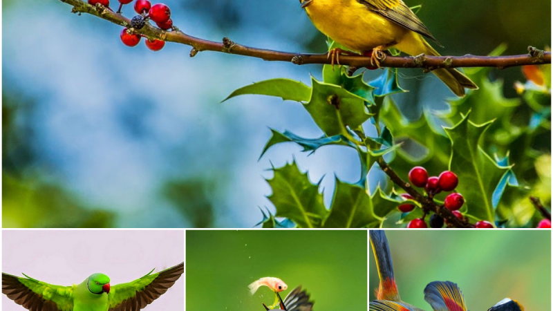 Captivating Avian Beauty: Stunning Images of Exquisite Birds