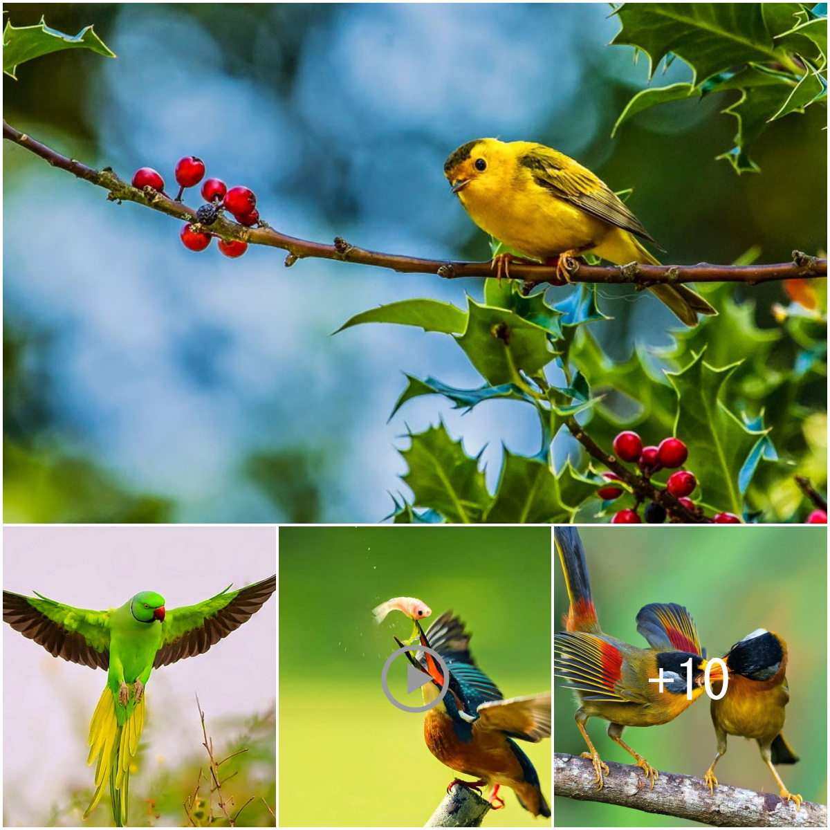Captivating Avian Beauty: Stunning Images of Exquisite Birds