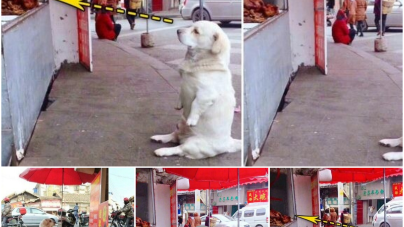 Dog’s Sweet Patience for Free Fried Chicken Warms Netizens’ Hearts