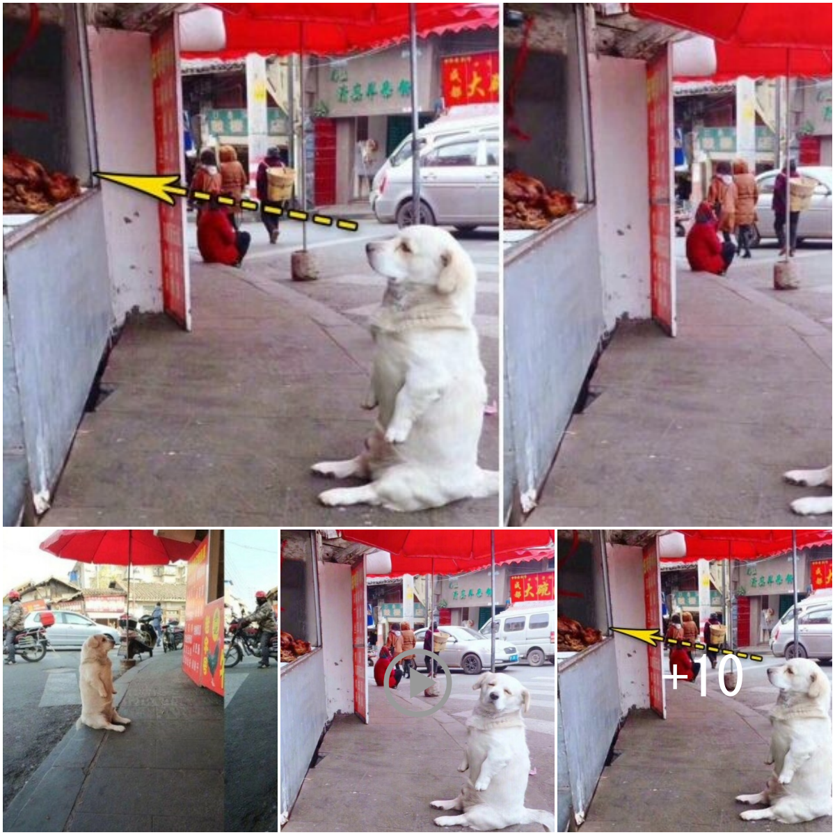 Dog’s Sweet Patience for Free Fried Chicken Warms Netizens’ Hearts