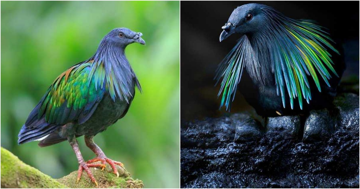 Astonished by the mesmerizing beauty of the world’s most peculiar pigeons