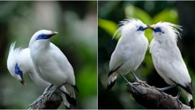 The Exquisite Bali Myna: A Rare Gem with Ethereal White Plumage