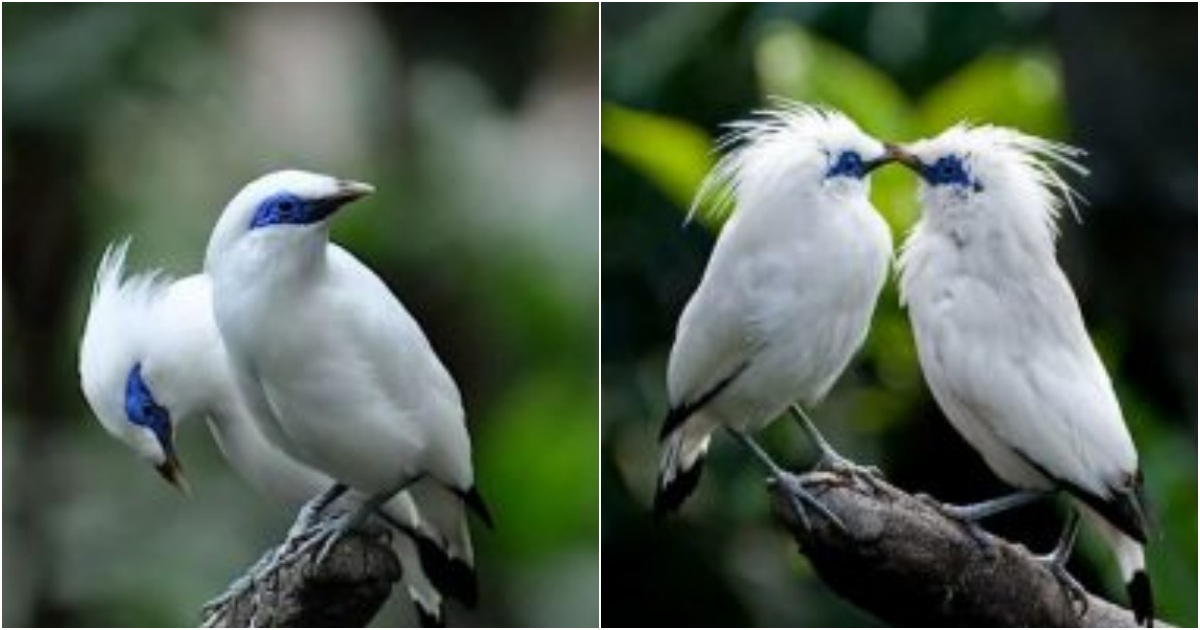 The Exquisite Bali Myna: A Rare Gem with Ethereal White Plumage