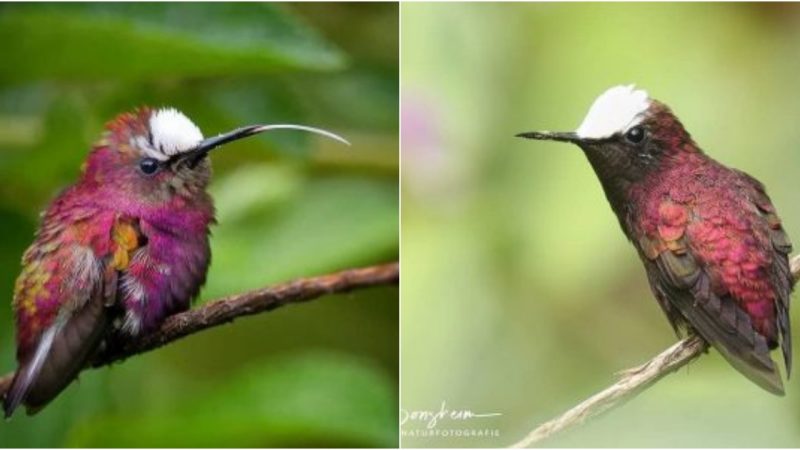 Snowcap, A Strikingly Beautiful Hummingbird With One-of-its-kind Red Wine, Deep Purple Plumage