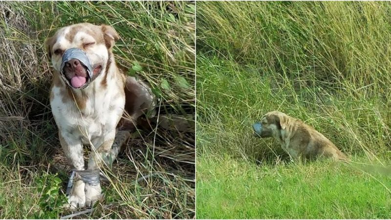 Rescued from Silence: Heartwarming Reunion of Men and Dog After a Cruel Ordeal