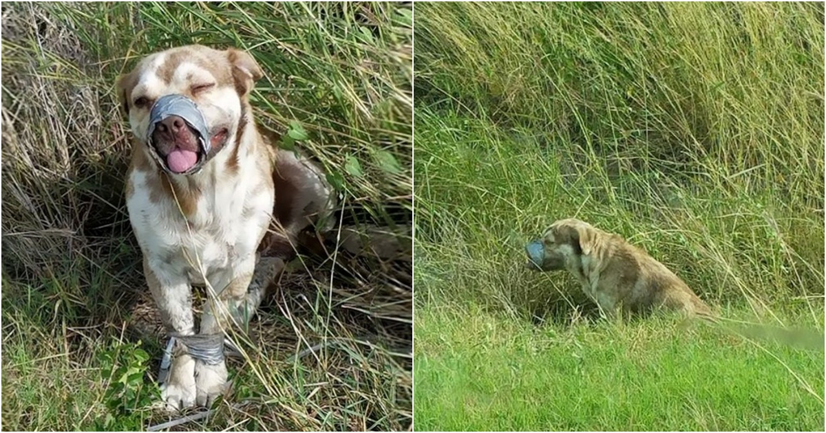 Rescued from Silence: Heartwarming Reunion of Men and Dog After a Cruel Ordeal