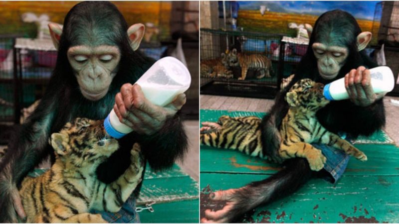 Heartwarming: Chimpanzee Nurtures Tiger Cub with Milk at Thai Zoo