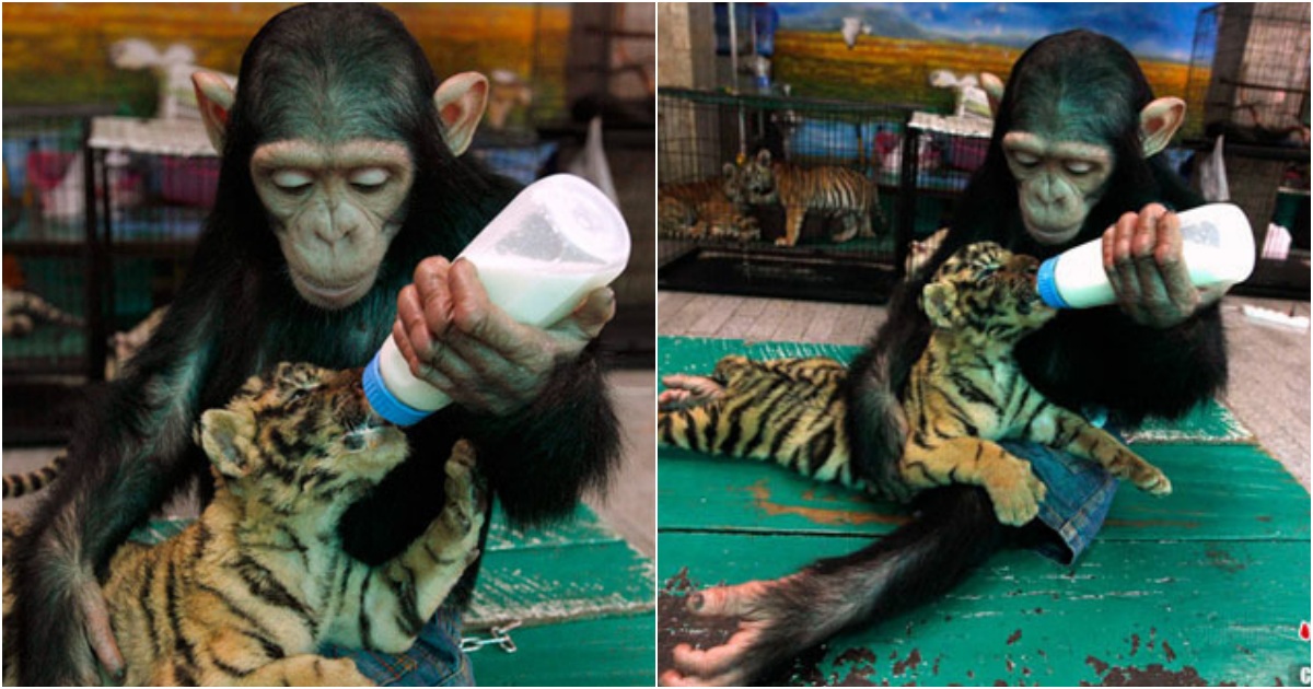 Heartwarming: Chimpanzee Nurtures Tiger Cub with Milk at Thai Zoo