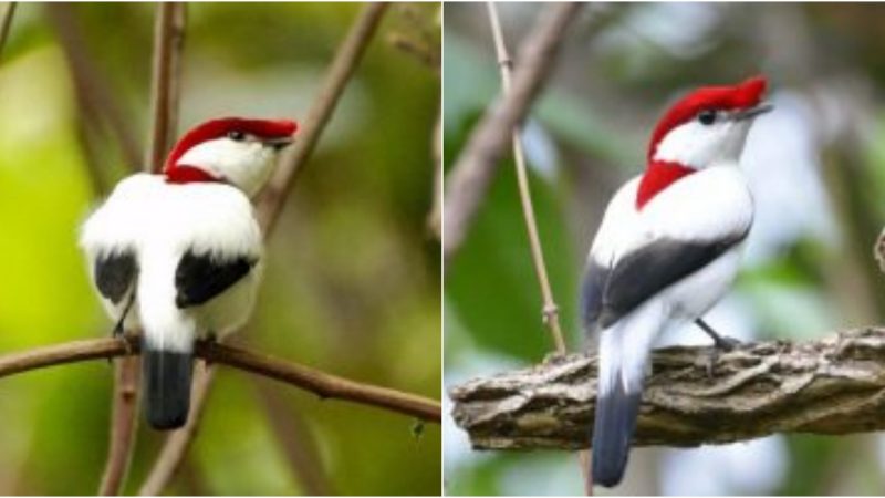 Unveiling the Enigmatic Araripe Manakin: A Mesmerizing Gem of the Avian Realm!