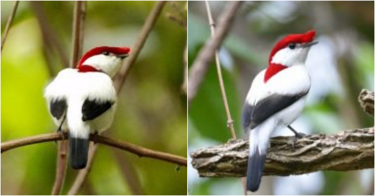 Unveiling the Enigmatic Araripe Manakin: A Mesmerizing Gem of the Avian Realm!