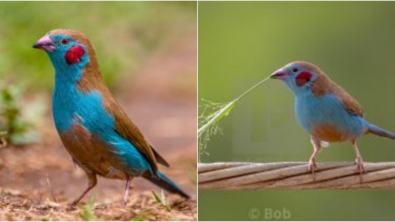 Unique and exceptional! The red-cheeked cordon-bleu bird bears a resemblance to Japanese cartoon creatures with its red cheeks.