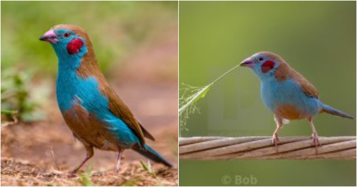 Unique and exceptional! The red-cheeked cordon-bleu bird bears a resemblance to Japanese cartoon creatures with its red cheeks.