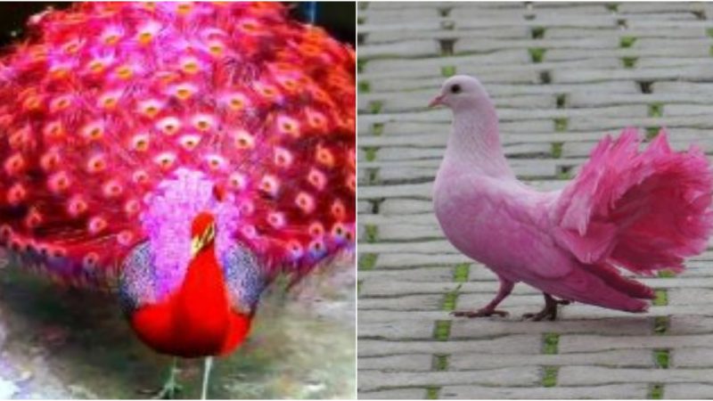 Pink Birds: The Exquisite Elegance and Captivating Beauty