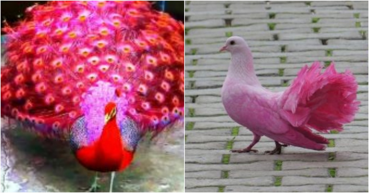 Pink Birds: The Exquisite Elegance and Captivating Beauty