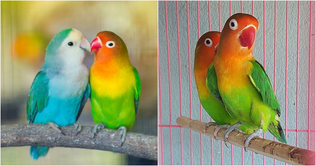 “Lovebirds: Using Their Beaks as a Third Limb, Researchers Discover Their Remarkable Climbing Abilities”