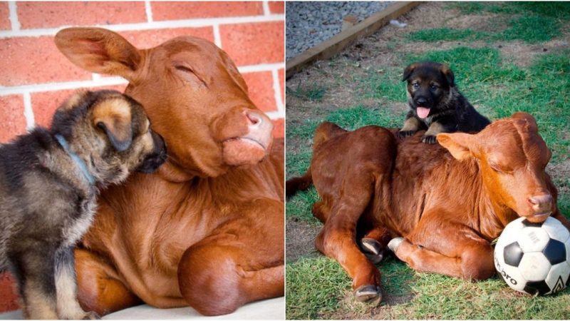 The Tale of Buddy: The Cow That Thought It Was a Dog