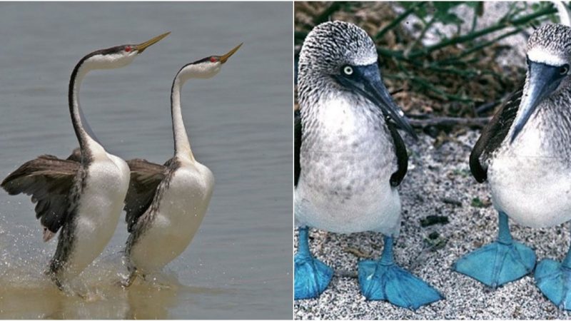 The Quirky Courtship Dances of Birds