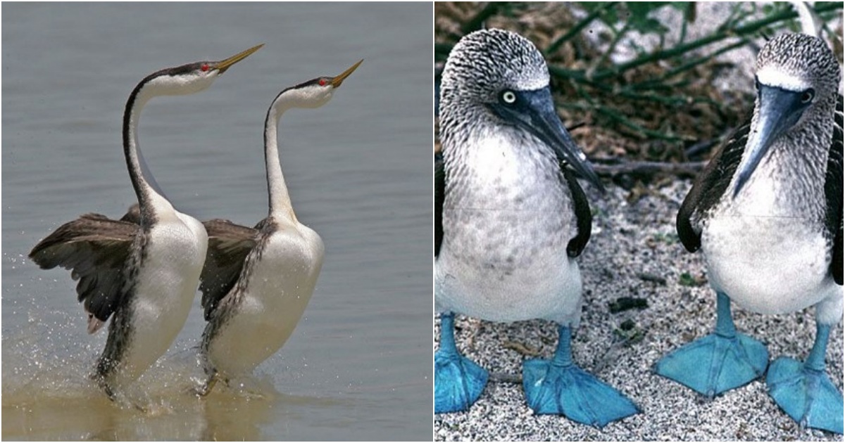 The Quirky Courtship Dances of Birds